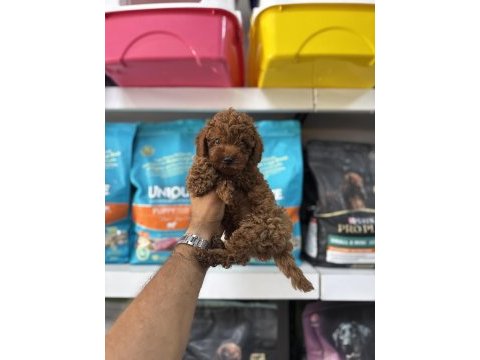 Toy poodle yavruları