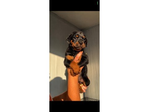 Premium rottweiler yavruları