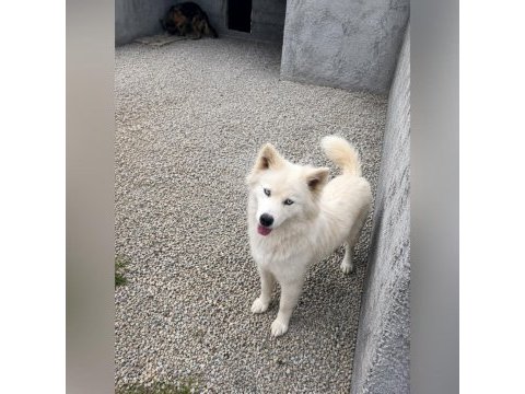 Husky ankara içi acil yuva arıyorum
