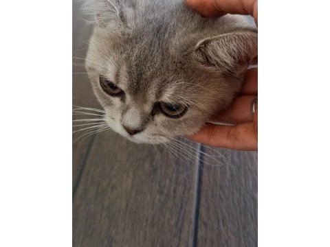 British shorthair ücretsiz sahiplendirme