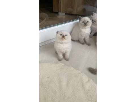 Ayı surat blue point scottish fold