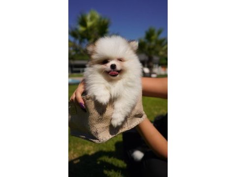 Teddybear güzelliği ayıcık yavrularımız 