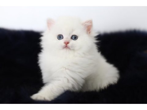 British longhair tostikim