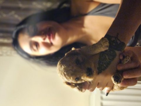 Koyu kahve maltipoo yavrularımız