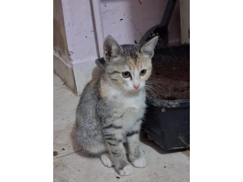 Eskisehir acil 3 aylık calico yavrular
