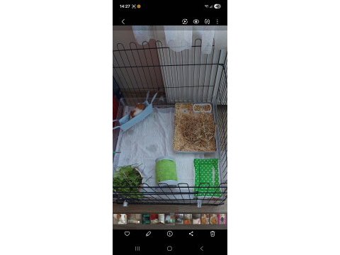 Ücretsiz sahiplendirme 3 aylık guinea pig