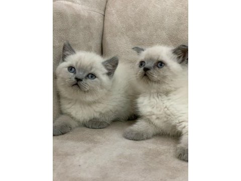 Safkan ayı surat british shorthair erkek