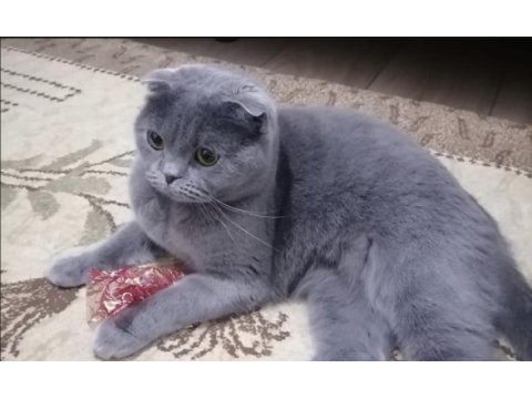 3 yaşında scottish fold