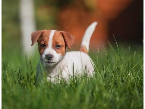 Kısa bacak jack russell yavruları