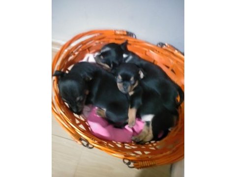 Şivava yavru köpekler