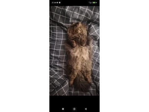 Chinchilla oğlumuza eş