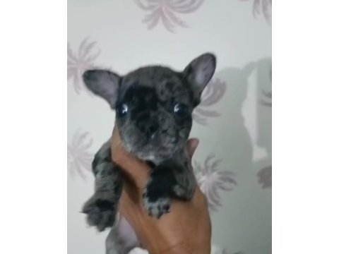 French bulldog yavrular ırk sağlık garantili