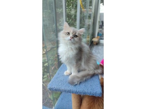 British longhair erkek yavru