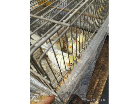 Sultan papağanı lutino kırmızı göz