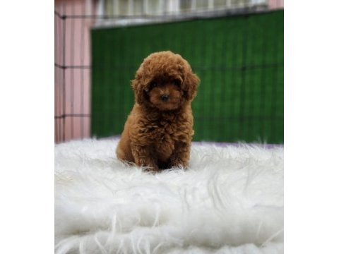Toy poodle ailemize katılmak istemez misiniz