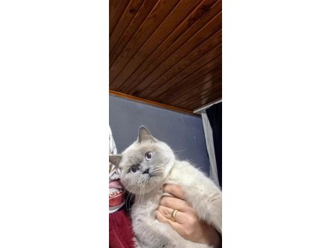 British shorthair kedimiz prenses paris