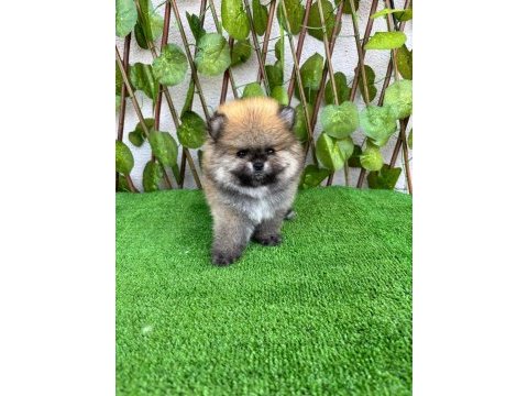 Yalova da pomeranian boo bebekler