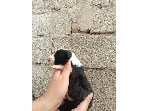 Border collie bebekler