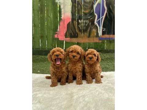 Erkek dişi toy poodle bebekler 