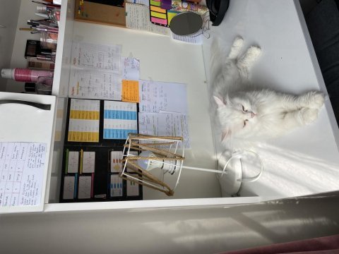Chinchilla dişi kedimiz