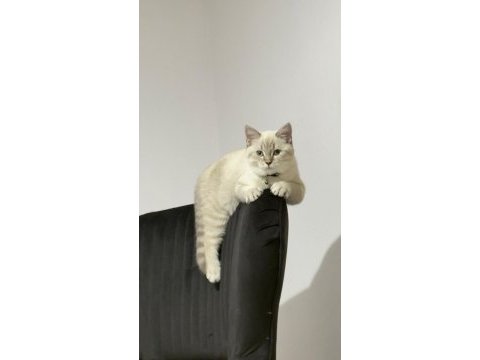 Yakışıklı british shorthair oğlumu sahiplendiriyorum