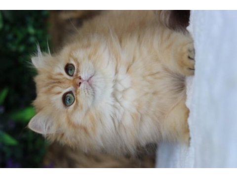 British longhair dişi kedimiz