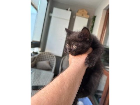 Beyaz browni yavrular british shorthair