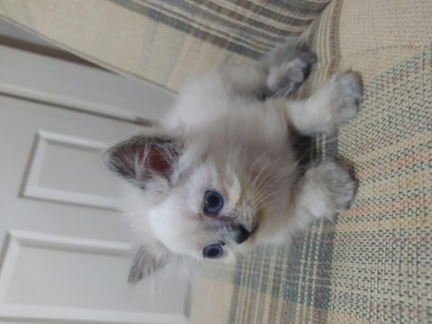 Yavru güzel british longhair