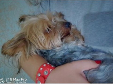 Erkek yorkshire terrier