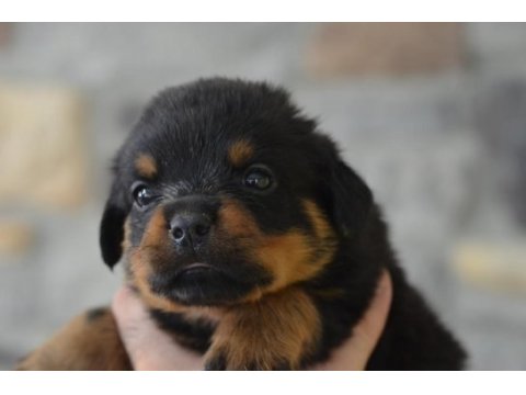 Türkiye şampiyon yavrular a şecereli rottweiler resmi üretim