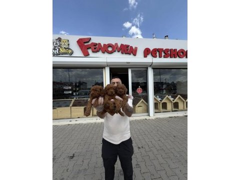 Shoooowwww kalite toy poodle yavrular ankara mağazamızda