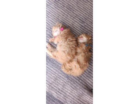 Özel ırk scottish fold longhair
