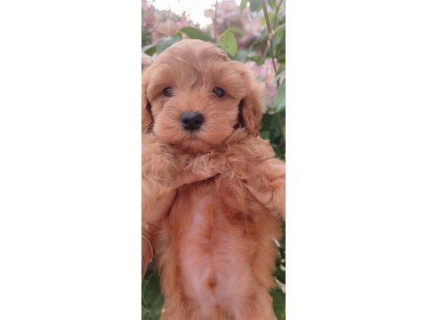 Maltipoo dizayn güzellikler
