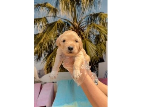 Golden retriever yavrularım sağlık ve ırk garantilidir