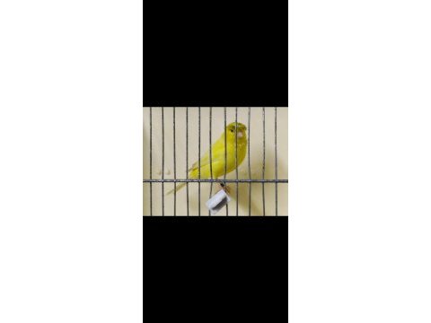 Şahane alman tepeli kanaryalar