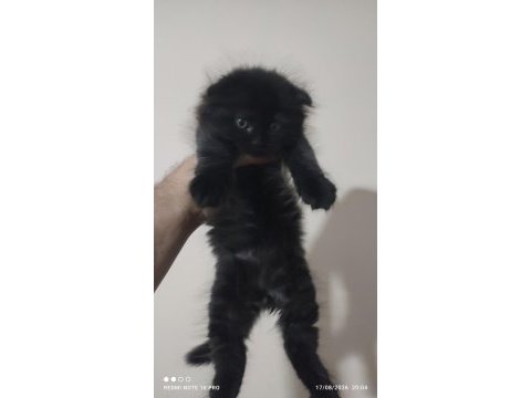 Scottish fold solid black dişi