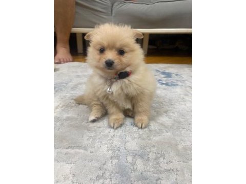 Acil pomeranian