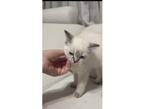 Bu güzellik kedilerim yeni ailelerini bekliyor