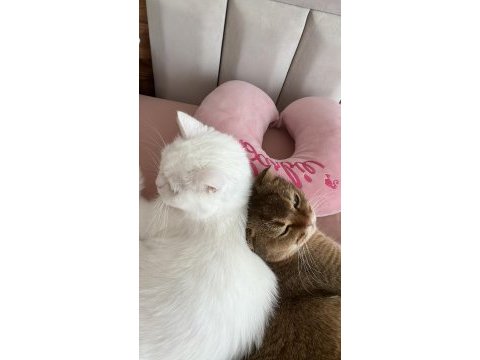 2 yaşında british shorthair ücretsiz sahiplendirilecek
