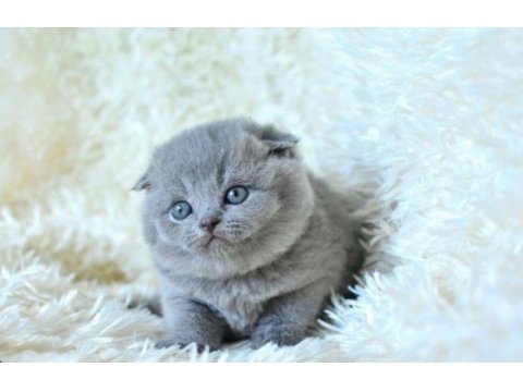 Irk ve sağlık garantili scottish fold