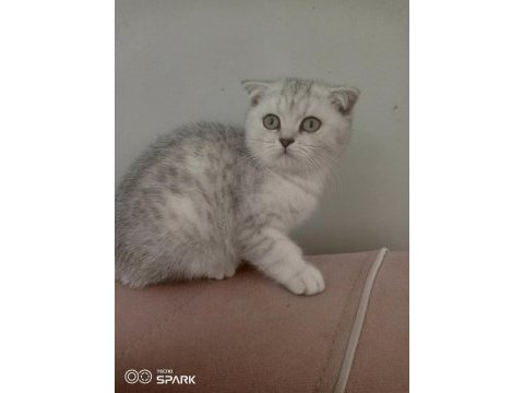 2.5 aylık erkek silver scottish fold