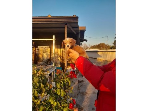 Cavapoo yavru