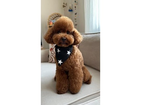 Sağlıklı orjinal poodle