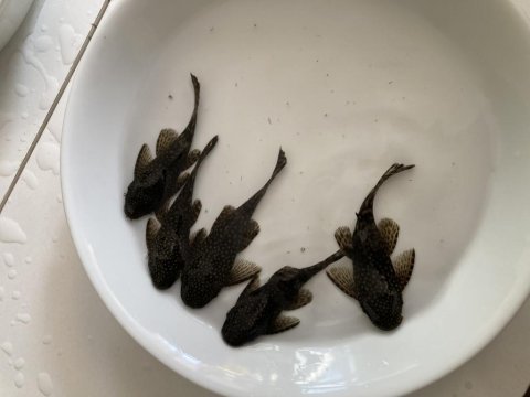 Satılık cüce vatoz balığımız