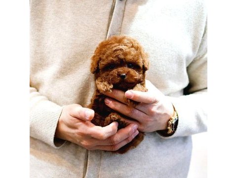 Bebek yüzlü toy poodle