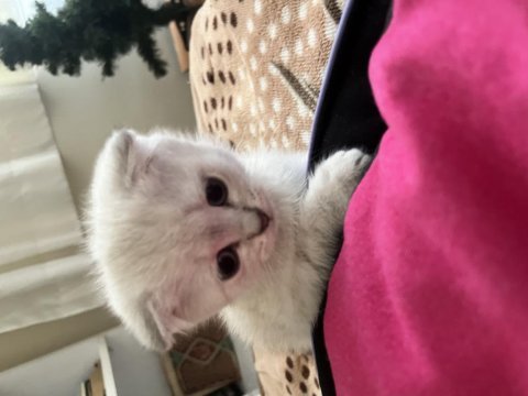 3 aylık dişi scottish fold