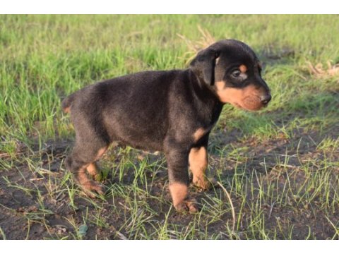 Europa doberman yavrular