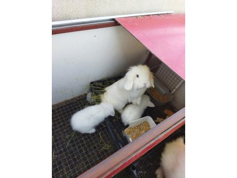 Sevimli minikler tavşanlar