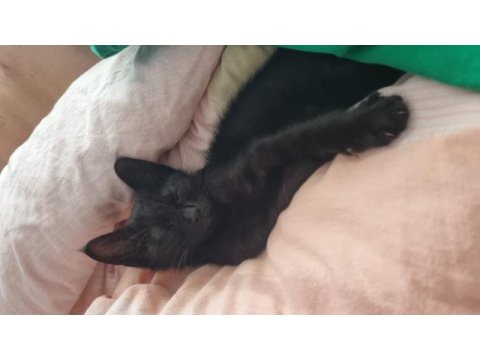 1 aylık yavru kedimiz ücretsiz