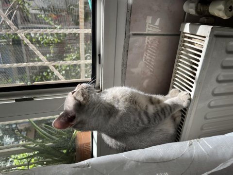 Yavru kedi 4aylık